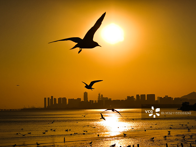 深圳湾海岸落日海鸥图片素材