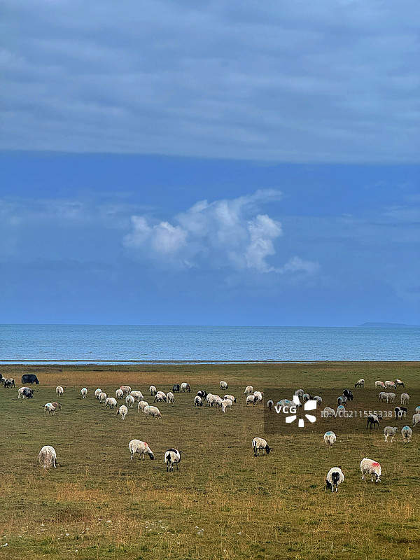 草原上的羊群图片素材