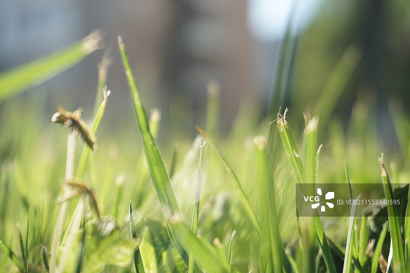 天津师范大学绿草图片素材