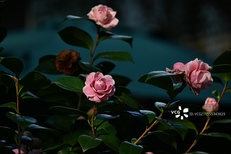 山茶花图片素材