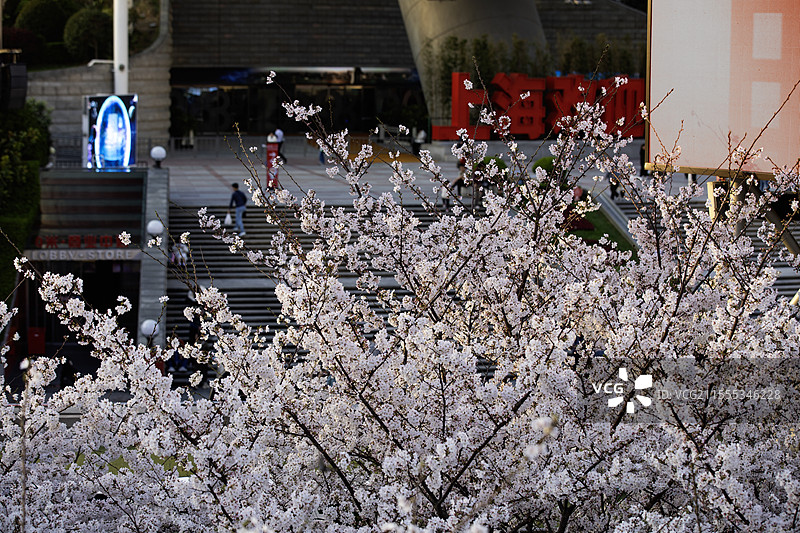 上海陆家嘴东方明珠下的染井吉野樱花图片素材