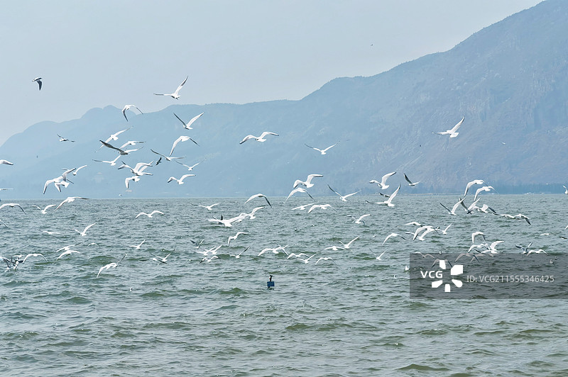 云南昆明海埂公园景区，到处都是可爱的红嘴鸥图片素材