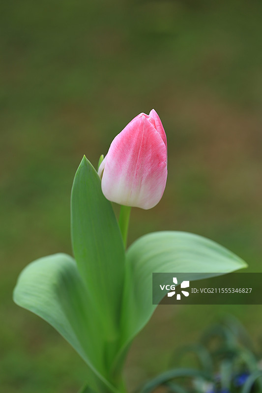 粉色郁金香，品种为孟菲斯图片素材