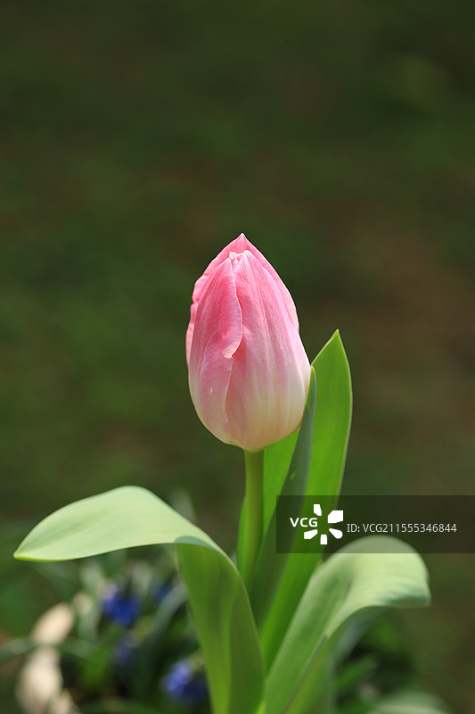 粉色郁金香，品种为孟菲斯图片素材