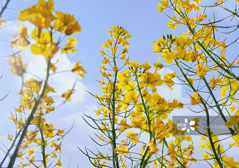 湖南株洲油菜花图片素材