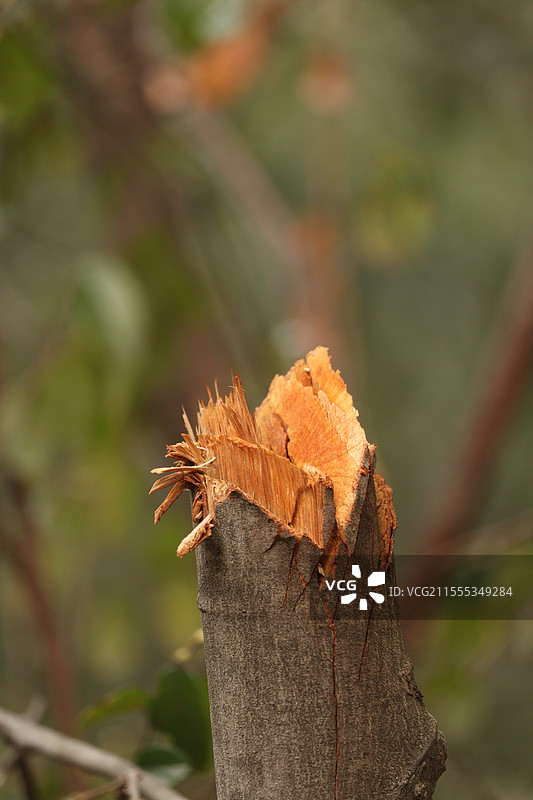 折断的木头图片素材