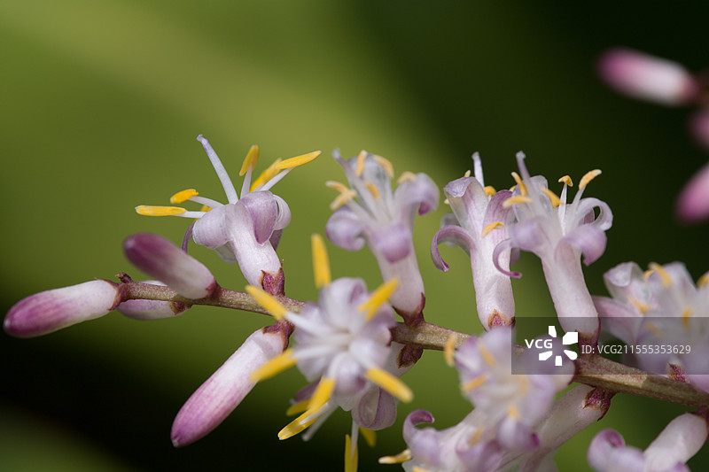 朱蕉花图片素材