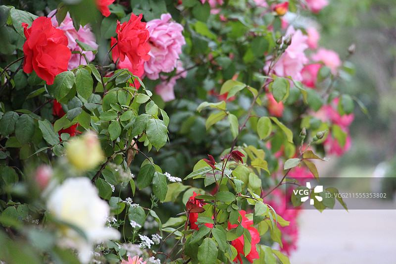 月季花丛图片素材