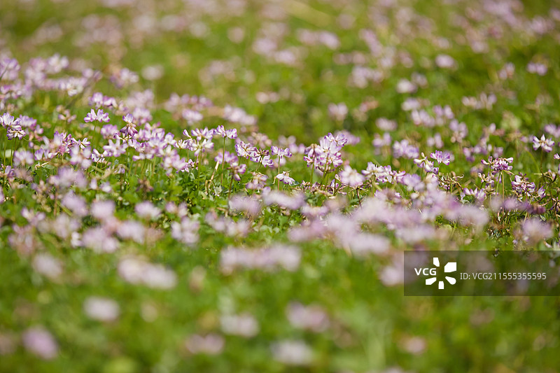油菜花 紫云英 春天图片素材