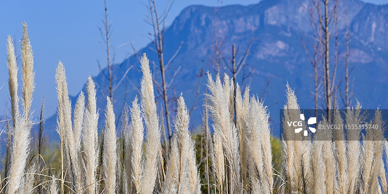 芦苇特写图片素材