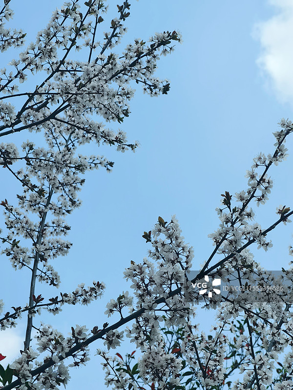 春花随拍图片素材