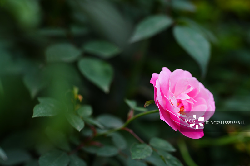 南宁市花卉公园好看的粉色月季图片素材
