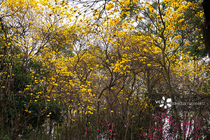 南宁市花卉公园好看的嫩黄黄风玲花图片素材