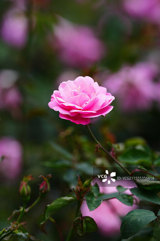 南宁市花卉公园好看的粉色月季图片素材