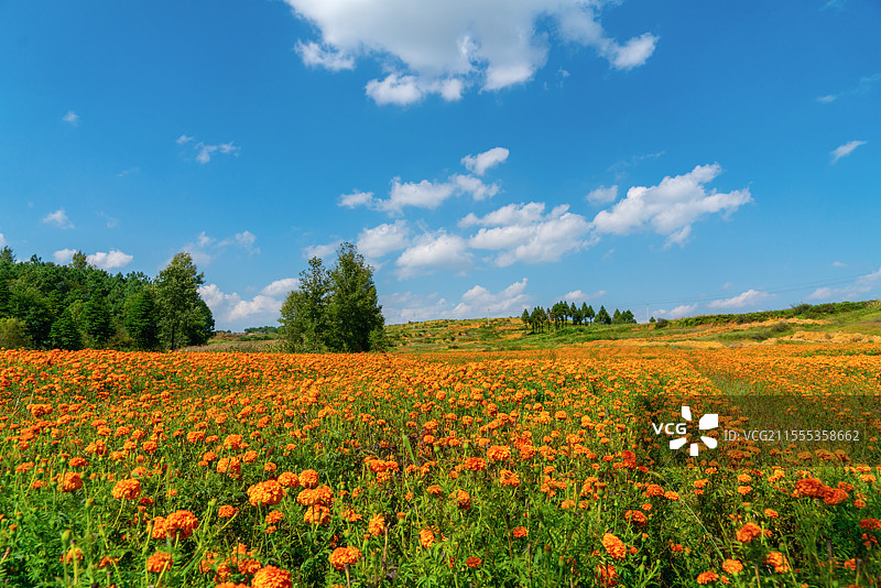 花田-贡菊图片素材