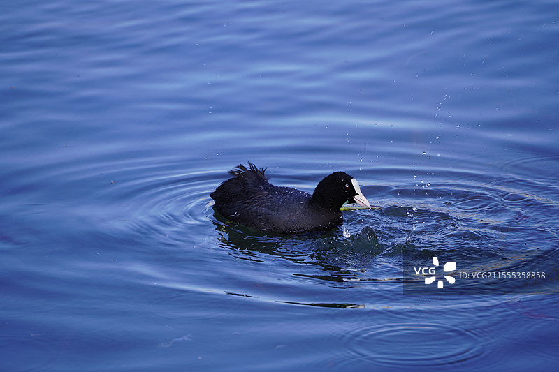 北京玉渊潭公园的白骨顶鸡图片素材