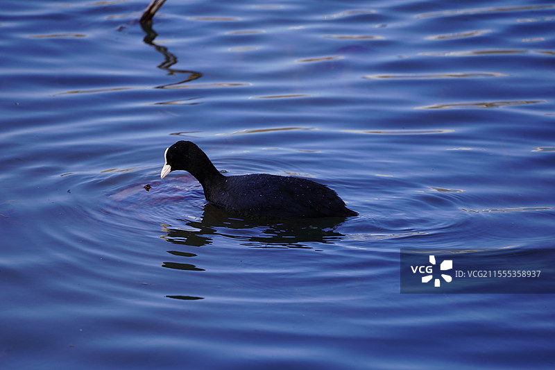 北京玉渊潭公园的白骨顶鸡图片素材