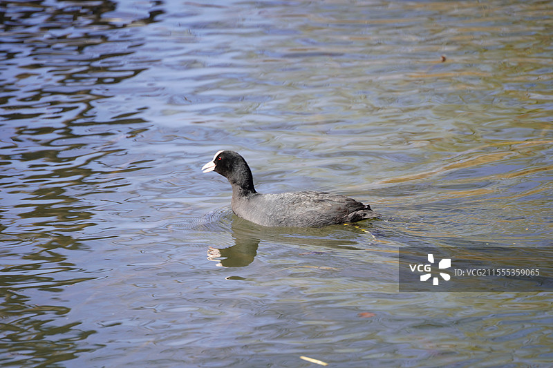 北京玉渊潭公园的白骨顶鸡图片素材