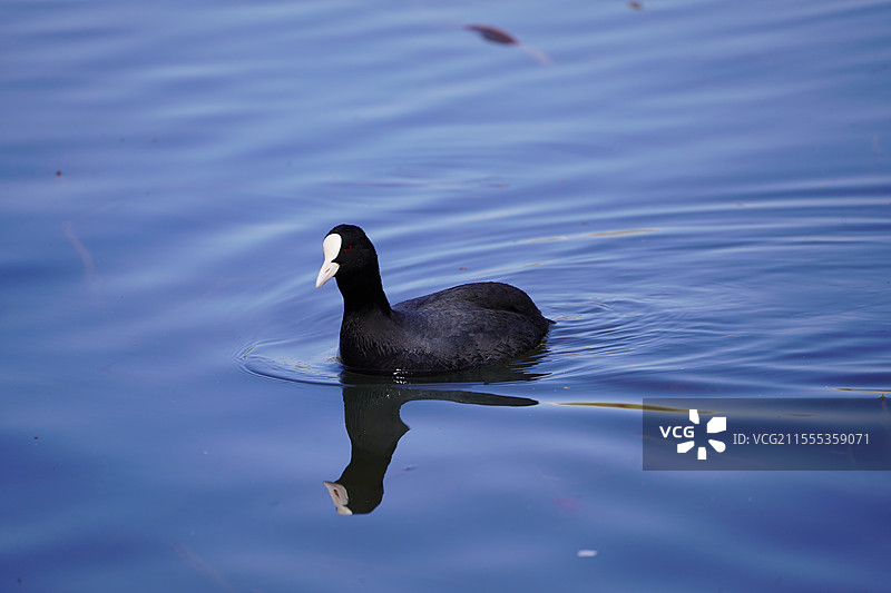 北京玉渊潭公园的白骨顶鸡图片素材