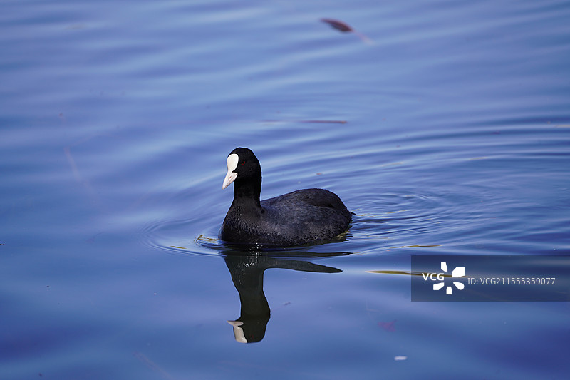 北京玉渊潭公园的白骨顶鸡图片素材