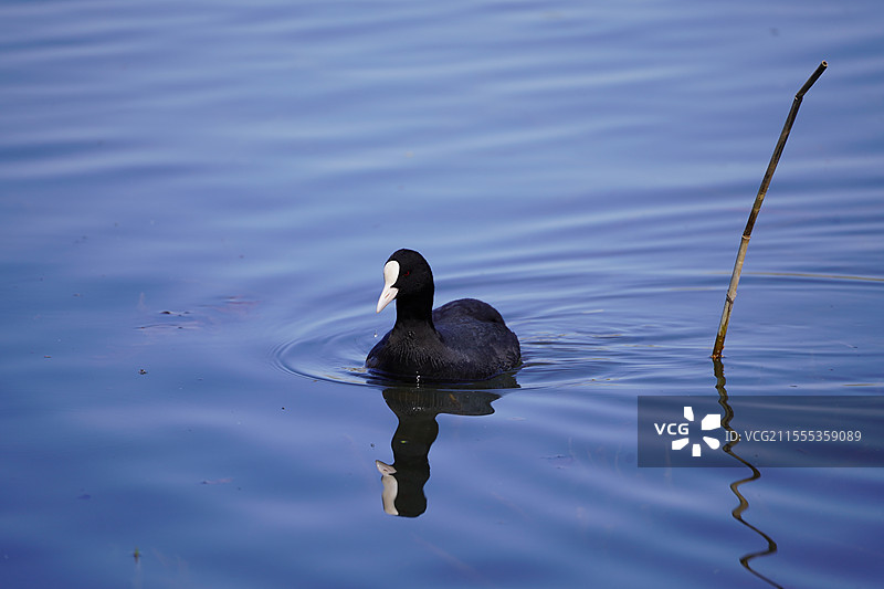 北京玉渊潭公园的白骨顶鸡图片素材