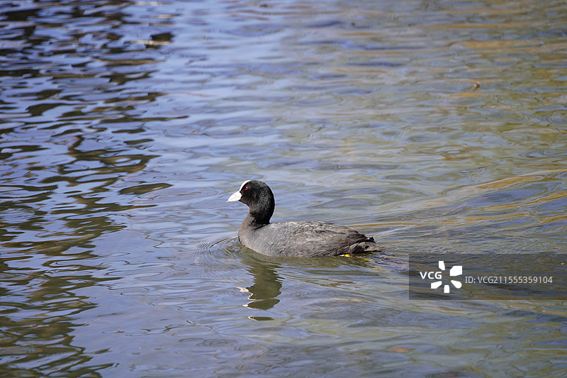 北京玉渊潭公园的白骨顶鸡图片素材