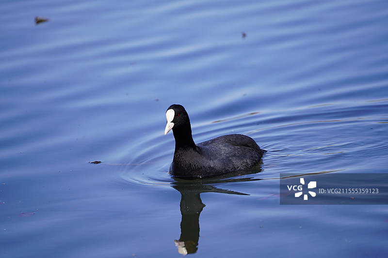 北京玉渊潭公园的白骨顶鸡图片素材