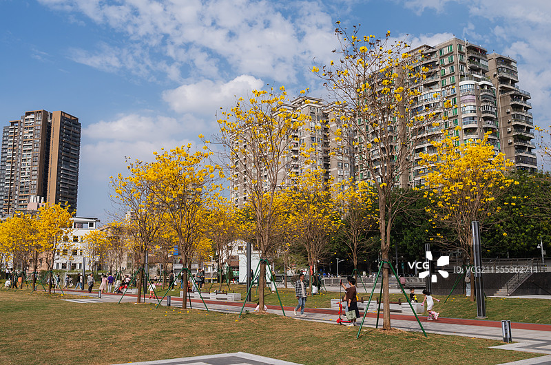 陈家祠广场（新建）黄花风铃木盛开图片素材