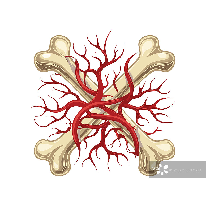 猩红色的静脉和象牙色的骨骼图片素材