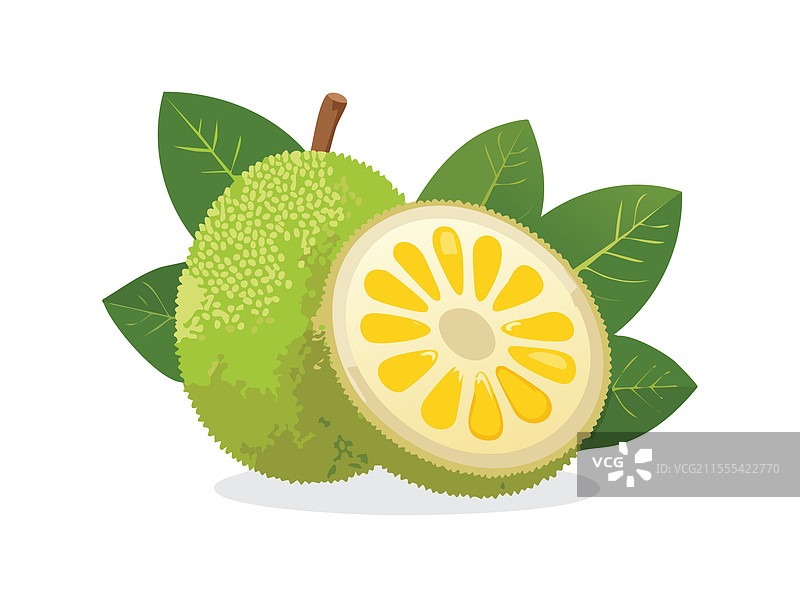 可爱的面包果图片素材