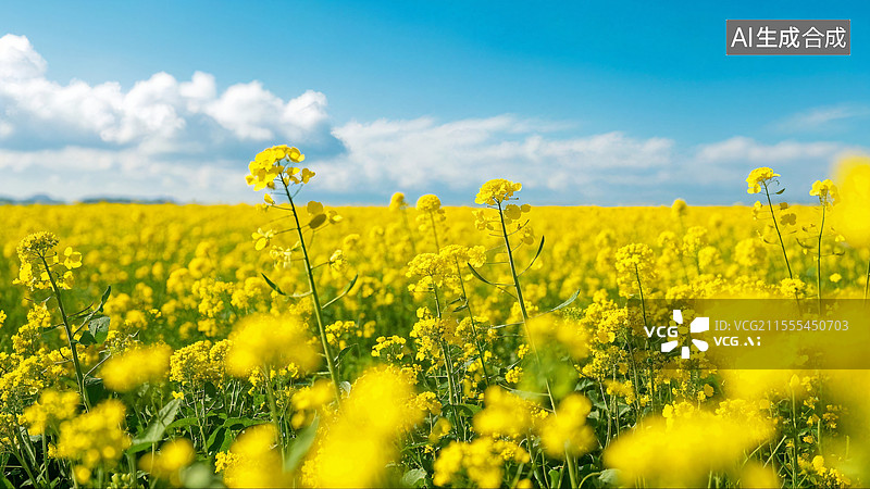 【AI数字艺术】油菜花田图片素材
