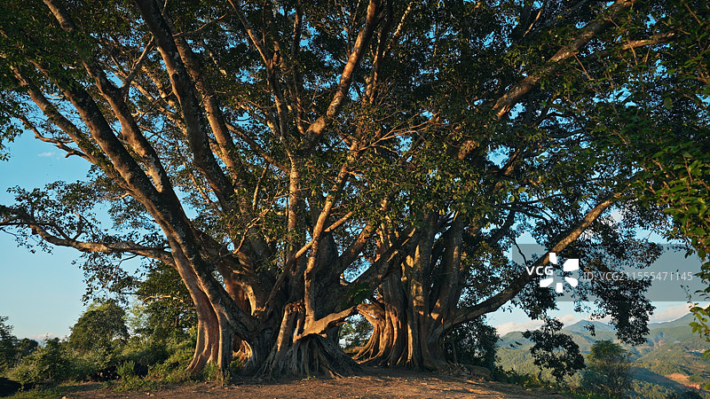一颗大树树根盘根图片素材