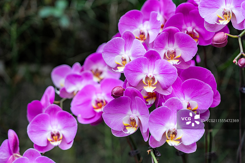 盛开的蝴蝶兰特写图片素材