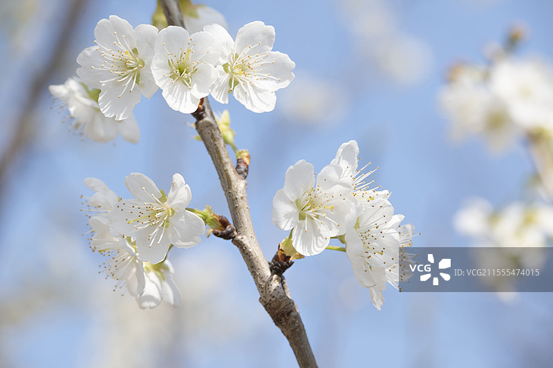 太和县樱花图片素材