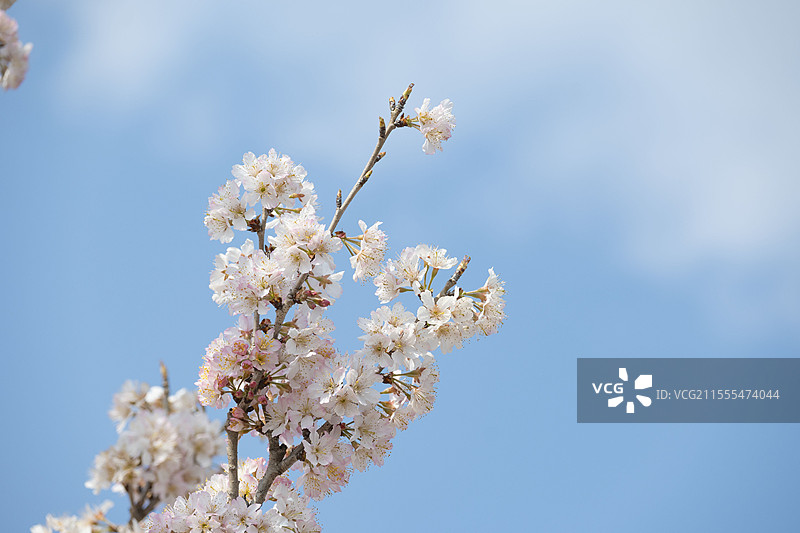 阜阳市太和县樱花图片素材
