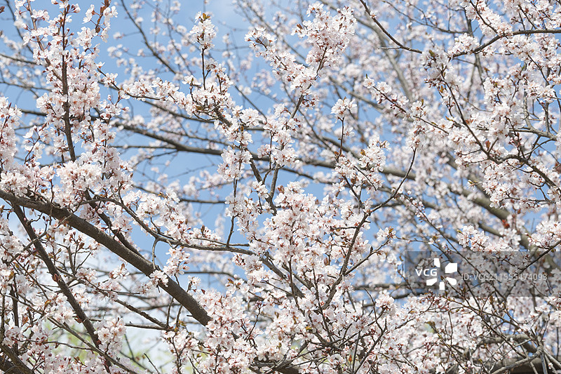 太和县樱花图片素材