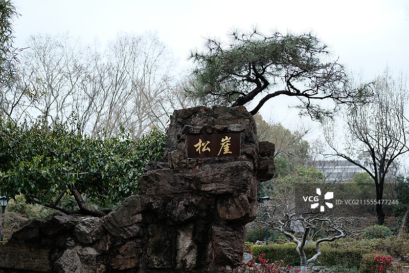 常州东坡公园牡丹园内的松崖，松树。图片素材