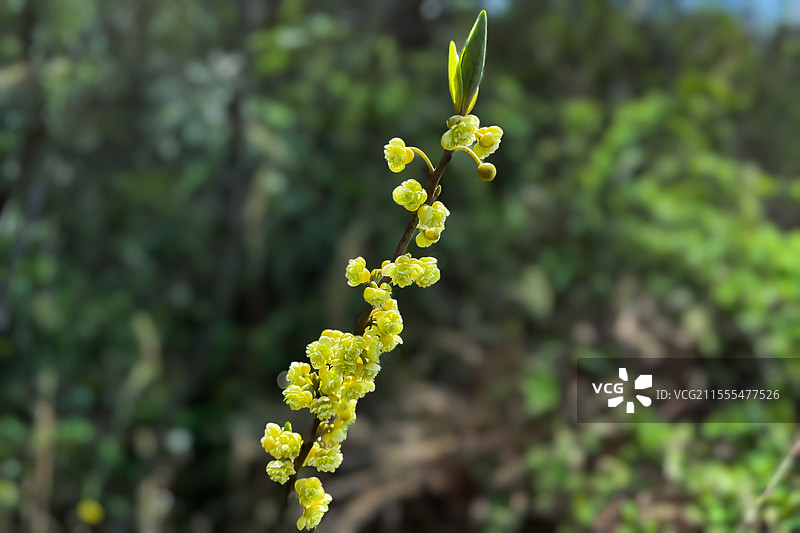 湖南长沙，木姜子开花的枝条图片素材