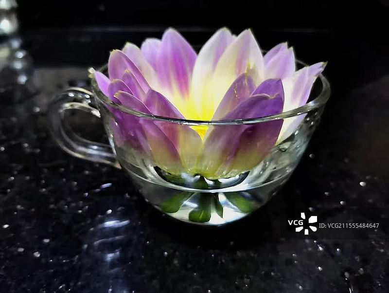 大丽花（天竺牡丹）图片素材