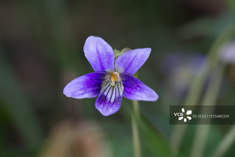 紫花地丁图片素材