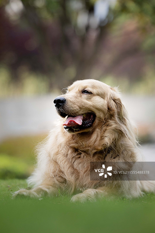 金毛犬图片素材