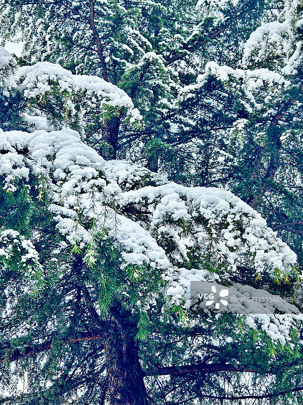 大雪压青松图片素材