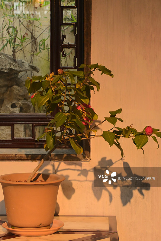 苏州留园室内的盆栽山茶花图片素材