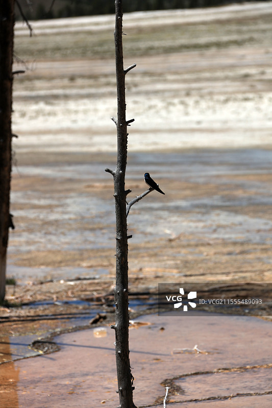 美国黄石国家地质公园风光图片素材