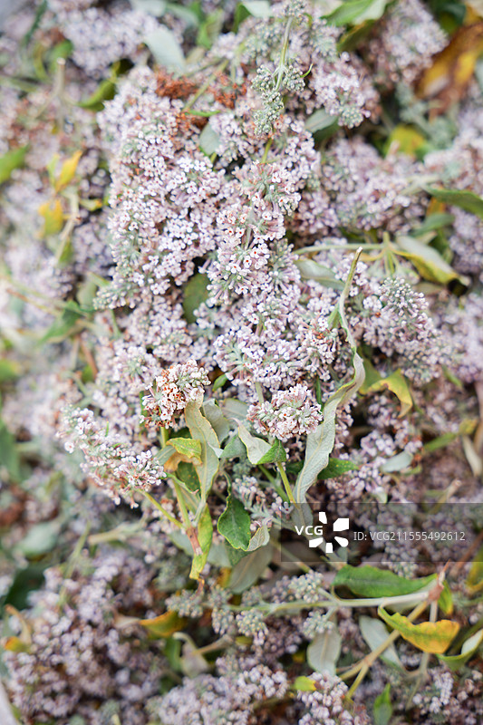 密蒙花 butterflybush flower图片素材