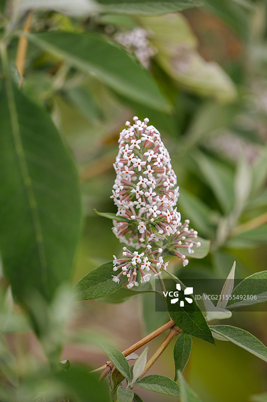 密蒙花 butterflybush flower图片素材