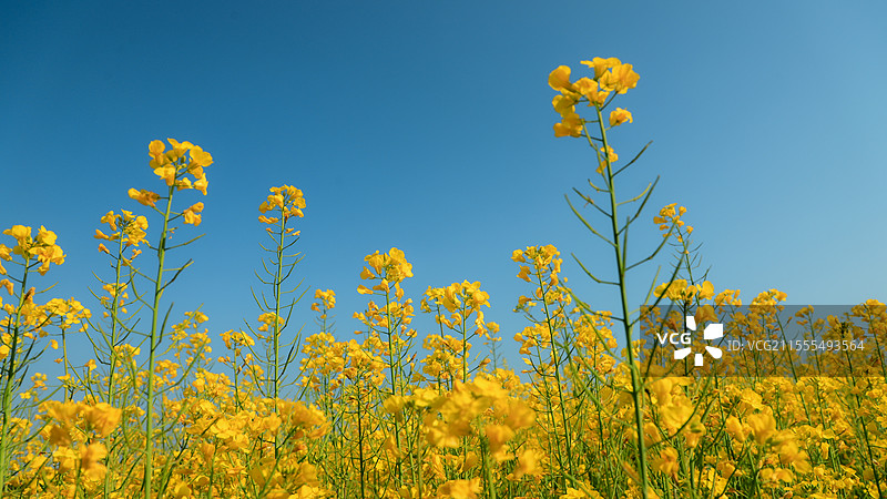 蓝天下的油菜花图片素材
