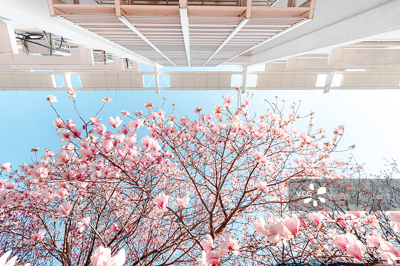 南京师范大学的春和景明图片素材