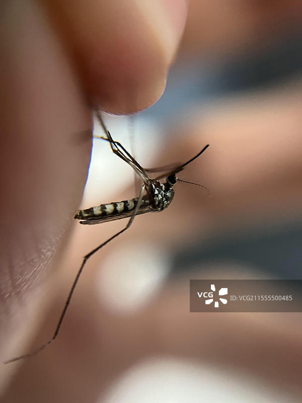 一只被抓住的白纹伊蚊图片素材