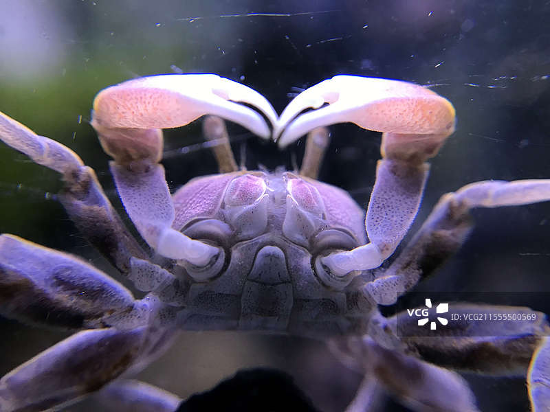 比心螃蟹图片素材